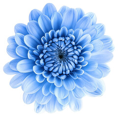Obraz premium A close-up view of a blue chrysanthemum flower. its intricate petal structure and natural beauty. set against a soft white background. perfect for floral-themed design projects