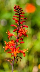 Vibrant orange flower cluster in garden setting