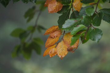 Feuilles vertes et jaunes sur une branche, mouillées par la pluie en début d’automne