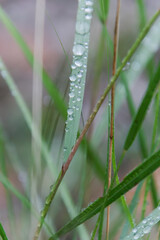 Gros plan sur des herbes mouillées par la pluie en automne