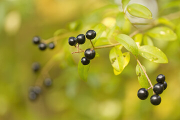twigs with many black privet berries and green leaves, plump black berries glistening in the light, shiny black fruits on a shrub, green background, Ligustrum vulgare