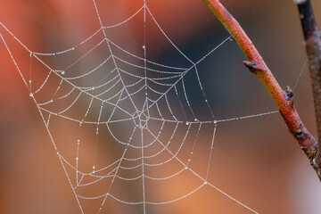 Toile d'araign&eacute;e un peu endommag&eacute;e