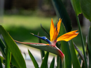bird of paradise flower
