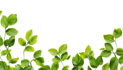 A arrangement of lush green leaves elegantly framing a clean white background. ideal for nature-themed designs. wellness promotions. or eco-friendly products