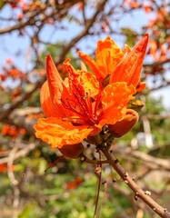 Vibrant orange flower in bloom