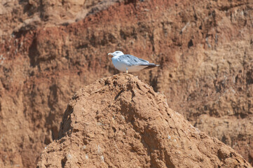 Seagull perches on a rugged sandstone rock