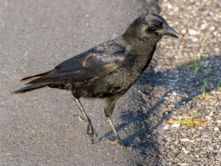 Obraz premium crow on the ground