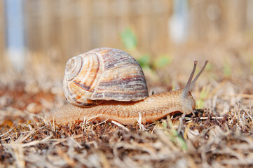 Snail close up crawling in a garden
