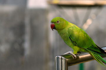 A vibrant green parrot(Psittacara holochlorus) with a red beak perched on a metal bar against a soft background