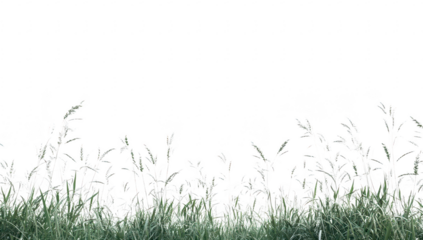 Lush green grass swaying gently in a serene outdoor setting under a clear sky. creating a peaceful atmosphere ideal for nature-themed projects and backgrounds