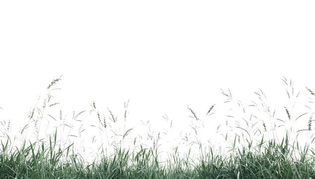 Lush green grass swaying gently in a serene outdoor setting under a clear sky. creating a peaceful atmosphere ideal for nature-themed projects and backgrounds