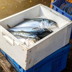 Fresh fish in a white crate
