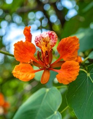 Vibrant orange flower with speckled center