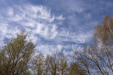 A fabulously beautiful and unusually bright sky with white clouds