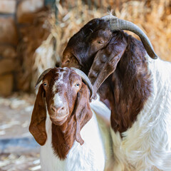 portrait of a sheep inthe farm	
