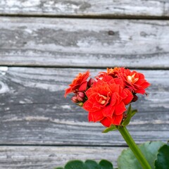 Vibrant orange flowers against weathered wood