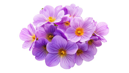 Fototapeta premium A arrangement of purple flowers with delicate petals and bright yellow centers. set against a clean white background. ideal for floral-themed designs and nature-inspired projects
