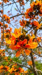 Vibrant orange flowers bloom in a tree
