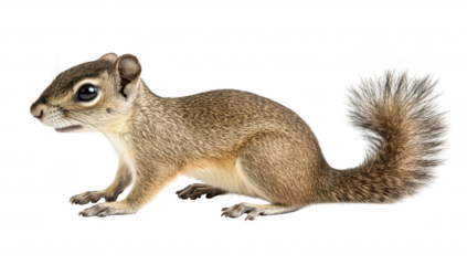A close-up of a curious squirrel in a natural pose. its detailed fur and expressive face. set against a clean white background. ideal for wildlife photography and nature studies
