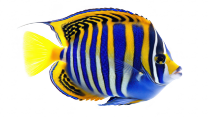 A and colorful fish with striking blue and yellow stripes swimming gracefully against a white background. perfect for educational and decorative purposes