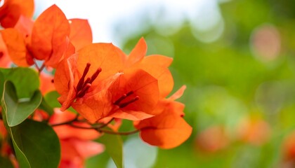 Vibrant orange flowers in a garden setting