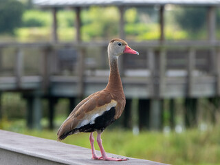 A Black-bellied Whistling Duck © Anita Denunzio