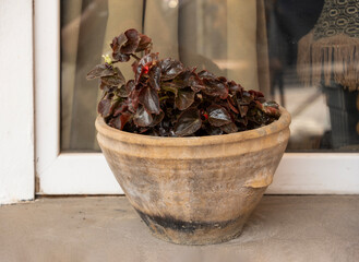 indoor plant begonia in a clay pot on a windowsill