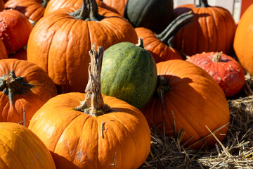 Harvest display of vibrant orange pumpkins and diverse green gourds resting on rustic hay,...