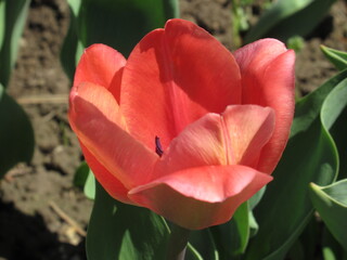 Zbliżenie na kwiaty różowego tulipana © Kumulugma