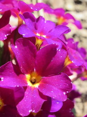 Zbliżenie na różowe kwiaty pierwiosnka © Kumulugma