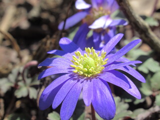 Zbliżenie na kwiaty rośliny z gatunku Anemone  © Kumulugma