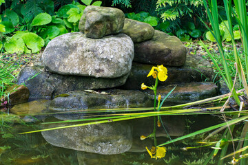  Tranquil garden pond with stacked stones, vibrant yellow Iris pseudacorus (yellow flag, yellow iris) blooms, and lush greenery reflecting in calm water