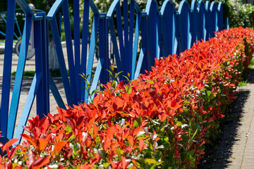 Beautiful scene featuring row of bright red and orange foliage of Photinia fraseri 'Red Robin' in the foreground, with blue metal fence in background. Contrast between colorful leaves and blue fence
