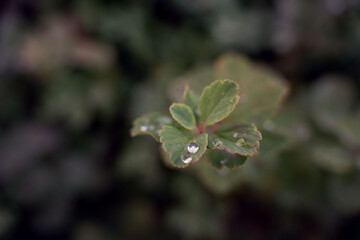 close-up of a vibrant green leaf adorned with sparkling water droplets, set against a softly blurred natural background, evoking a fresh and serene atmosphere, gentle, vivid, spring, pastel, subtle