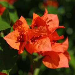 Vibrant orange flowers in focus