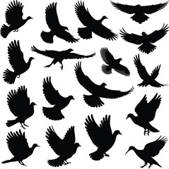 Obraz premium Vector art of diverse silhouettes of birds in flight, capturing various species and wing movements, offering a dynamic and versatile avian collection