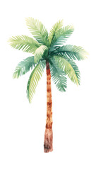 palm tree isolated on white