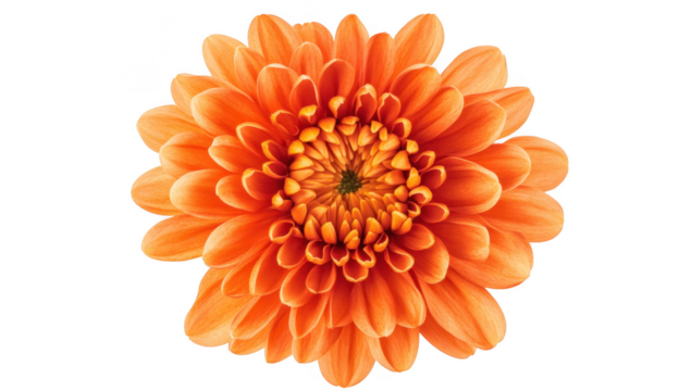 A orange chrysanthemum flower in full bloom. intricate petal layers and a bright yellow center. set against a clean white background. ideal for nature-themed designs or floral arrangements