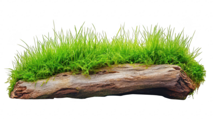 A green patch of grass growing on a rustic piece of driftwood. natures beauty and resilience. perfect for backgrounds in environmental themes or gardening projects