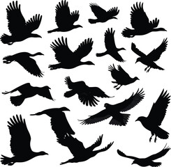 Vector art of silhouette of a flock of birds flying in the sky, a dynamic composition of avian creatures in flight, creating a sense of freedom