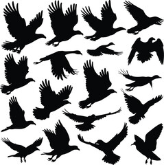 Obraz premium Vector art of collection of bird silhouettes in flight, showcasing different species and wing positions, creating a dynamic and diverse avian set