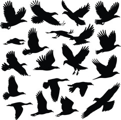 Vector art of silhouette of a group of birds in flight, a captivating scene of avian movement, evoking a sense of natures beauty and grace