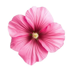 A pink flower with delicate petals radiating beauty. set against a clean white background. ideal for nature-themed projects. floral designs. or botanical studies