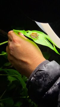 Campanita frogs in nocturnal amplexus