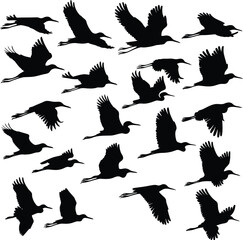 Obraz premium Vector art of a large group of heron silhouettes in various stages of flight, , showcasing the diversity of avian movement