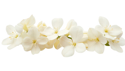 Obraz premium A delicate arrangement of white jasmine flowers gracefully laid against a clean white background. their soft petals and subtle fragrance. ideal for use in floral designs or nature-themed projects