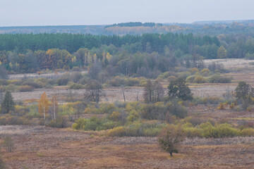 Obraz premium autumn landscape in the forest