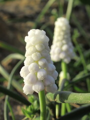 Zbliżenie na białe kwiaty rośliny z gatunku Muscari  © Kumulugma