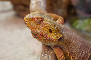 Bearded dragon, Pogona vitticeps, also known as inland bearded dragon