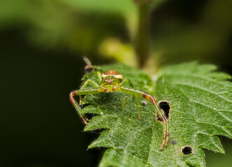 Grüne Krabbenspinne, Grünbraune Krabbenspinne, Diaea dorsata